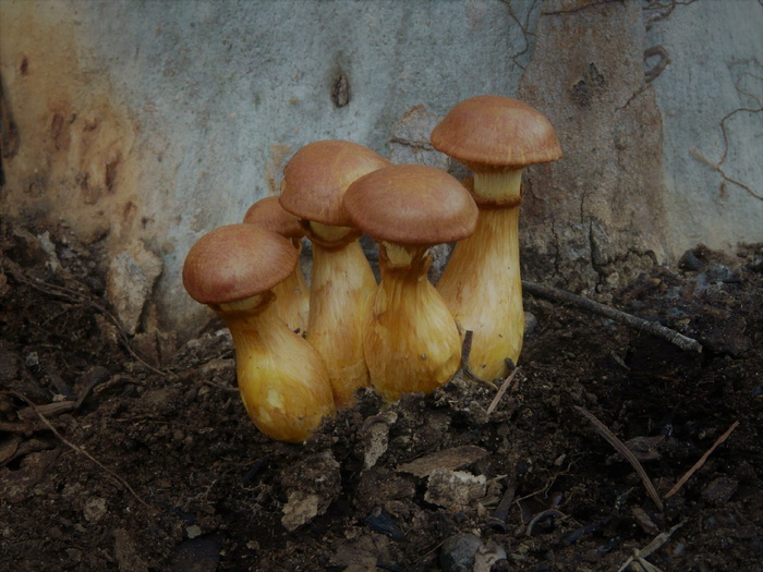 澳大利亚，圣艾夫斯，古环盖野花园，蘑菇，真菌，蔬菜，食品，土地