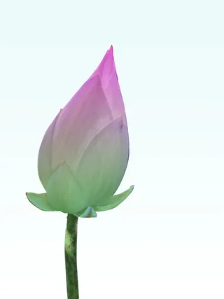 莲花、优美曲线、喇叭、粉色、绿色、背景、图案、花朵