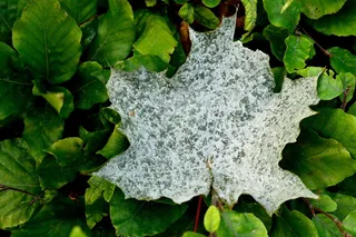 绿色植物上的白叶