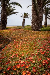 植物，树木，树干，花朵，花朵，槟榔科，棕榈树，地面