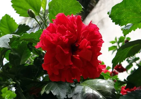 月季、芙蓉、月季、鞋花、花朵、红色、flora、卡纳塔克邦 月季、芙蓉、月季、鞋花、花朵、红色、flora、卡纳塔克邦