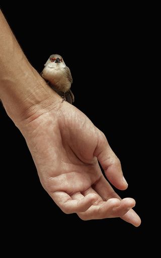 黑白相间的鸟栖息在人的手上