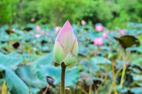 莲花、花朵、自然、花朵、bo、水生植物、水、粉色