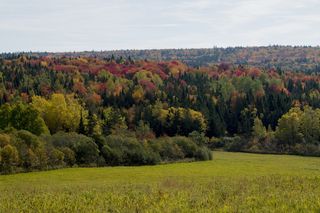 自然、树木、景观、新不伦瑞克、乡村、草地、风景、植物
