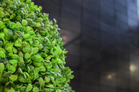 灌木，人工，植物，冲刺，绿色，人工，植物，食品和饮料，绿色