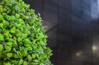 灌木，人工，植物，冲刺，绿色，人工，植物，食品和饮料，绿色