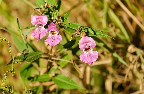 粉色花瓣花朵，香脂，花朵，花朵，粉色，凤仙花，森林，粉色