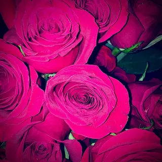 美国，樱桃山，阿什兰，情人节，玫瑰，红色，花朵，爱