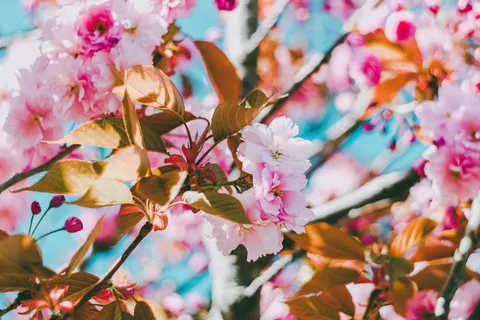 粉红色花朵的特写照片