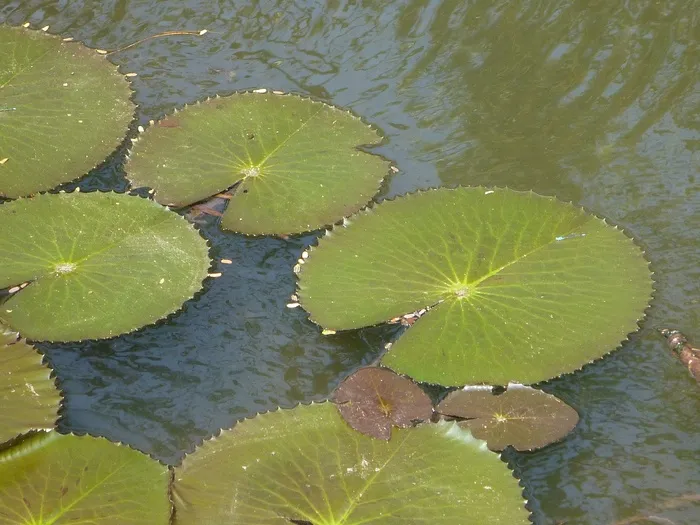 睡莲垫、荷花、叶子、池塘、水、叶子、植物部分、湖泊