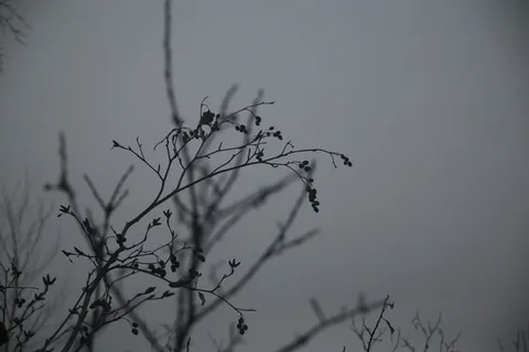 加拿大,黄刀,灰色,11月,雾,植物,自然,贝里耶 加拿大,黄刀,灰色,11月,雾,植物,自然,贝里耶