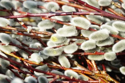 Pussy柳，开花，开花，牧场，树枝，装饰，放牧温室，植物