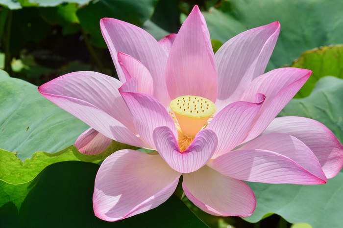 睡莲，花园，粉色，自然，花朵，开花植物，花瓣，植物