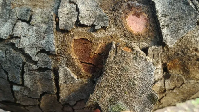 树干, 自然, 飞行, 贝壳, 树, 巴西, 心, 景观