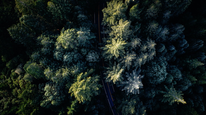 航空、景观摄影、绿化、森林、自然、森林、树木、道路
