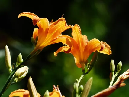 黄花菜,百合,黄红黄花菜,萱草,棕红色黄花菜,黄花菜,萱草,花 黄花菜,百合,黄红黄花菜,萱草,棕红色黄花菜,黄花菜,萱草,花