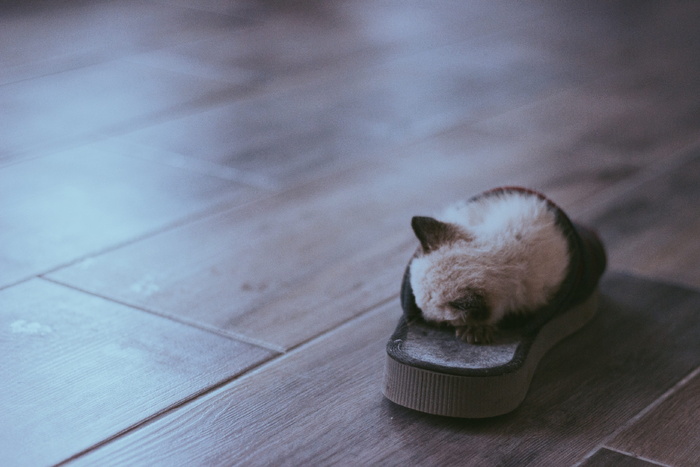 穿着拖鞋睡觉的暹罗小猫