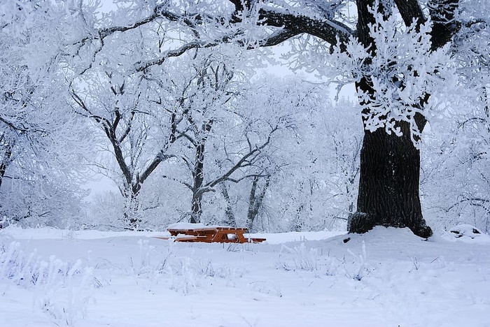 棕色，木质，野餐桌，周围，雪，覆盖，树木，冬天