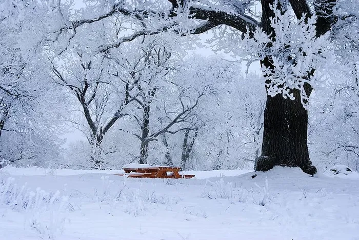 棕色，木质，野餐桌，周围，雪，覆盖，树木，冬天