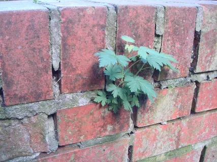 力,自然,生长,墙,植物,生长,砖,叶 力,自然,生长,墙,植物,生长,砖,叶