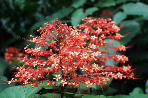 东南亚奇异的橙色雨林花