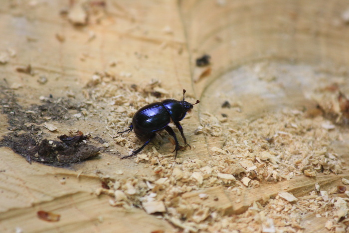 粪甲虫、动物群、昆虫、无脊椎动物、动物主题、动物、野生动物、野生动物