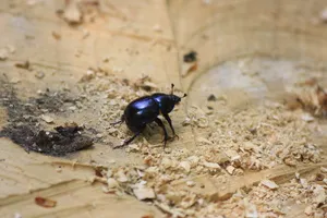 粪甲虫、动物群、昆虫、无脊椎动物、动物主题、动物、野生动物、野生动物