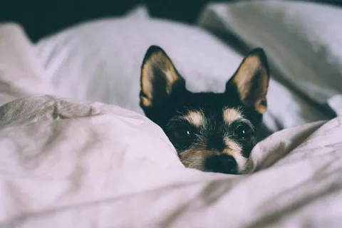 狗的特写照片 狗的特写照片