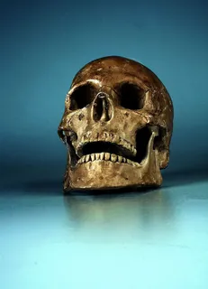 棕色,头骨,灰色,表面,金色,静物,蓝色,背景 棕色,头骨,灰色,表面,金色,静物,蓝色,背景