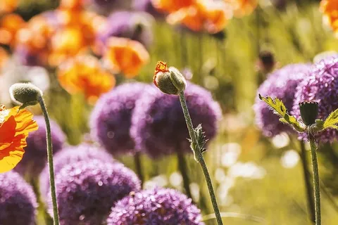 春天开始了。草地上美丽的花朵 春天开始了。草地上美丽的花朵