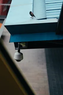 蓝色镀锌铁皮上的棕色鸟 蓝色镀锌铁皮上的棕色鸟