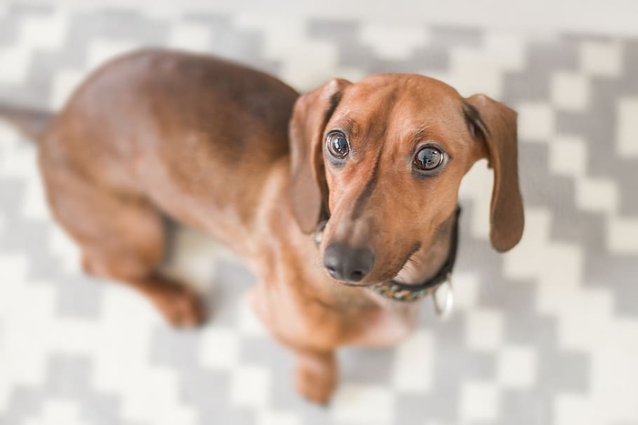 达克斯猎犬特写摄影