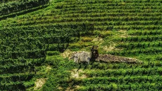 瑞士，塔尔，泰尼日，葡萄酒，绿色，葡萄，自然，车前草