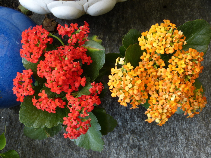 火焰，花，火焰käthchen，花，红色，黄色，植物，kalanchoe blossfeldiana