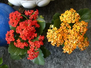 火焰，花，火焰käthchen，花，红色，黄色，植物，kalanchoe blossfeldiana