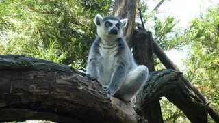 Nyíregyháza，环尾狐猴，动物园，一种动物，野生动物，野生动物，白天，狐猴