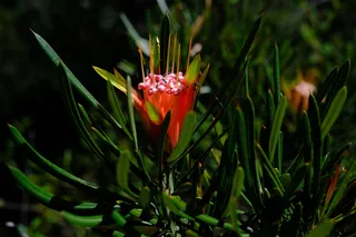 花，开花，开花，红色，兰伯特福尔摩沙，山魔鬼，灌木，植物