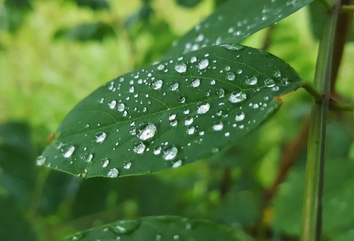叶影, 叶子, 湿, 水机, 水滴, 水, 水滴, 珠子, 串珠