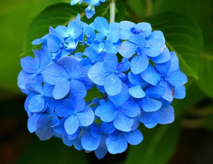 绿色,多叶,植物,蓝色,花朵,蓝色绣球花,灯盏花,花朵 绿色,多叶,植物,蓝色,花朵,蓝色绣球花,灯盏花,花朵