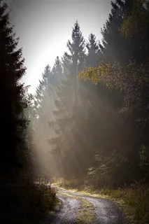 绿叶树,森林,远离,自然,徒步旅行,树木,森林小径,小径 绿叶树,森林,远离,自然,徒步旅行,树木,森林小径,小径