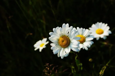 四朵白色雏菊花 四朵白色雏菊花