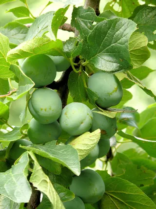 李子，李子，水果，绿色，春天，树，未成熟李子，叶子