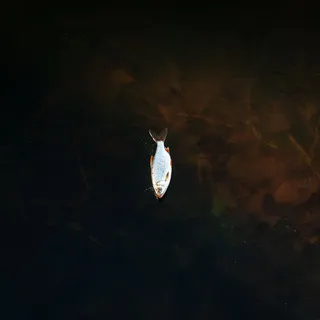 鱼、户外、自然、水、艺术、绘画、动物、鲤鱼