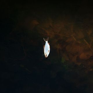 鱼、户外、自然、水、艺术、绘画、动物、鲤鱼