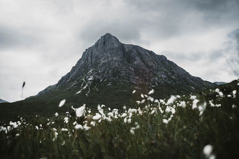 岩石形成附近的白花