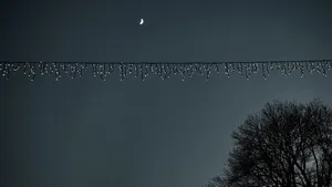 树旁的白色串灯