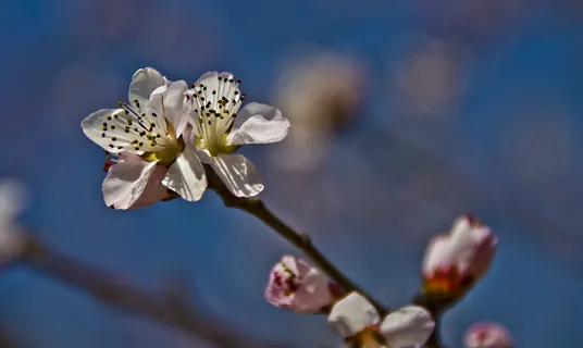 美丽,花,梅,无聊,射击,白花,春天,树枝 美丽,花,梅,无聊,射击,白花,春天,树枝