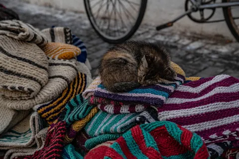 机器、车轮、自行车、自行车、运输工具、车辆、辐条、哺乳动物