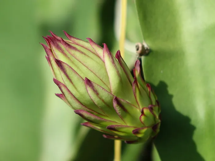 豆荚、火龙果花、大花蕾、花蕾、品种、仙人掌品种、龙胆果、绿色
