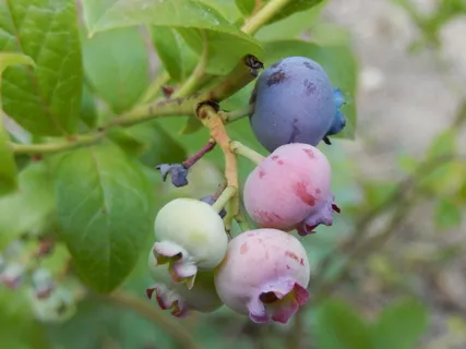 蓝莓,花园,水果,自然,叶子,食物,树枝,成熟 蓝莓,花园,水果,自然,叶子,食物,树枝,成熟